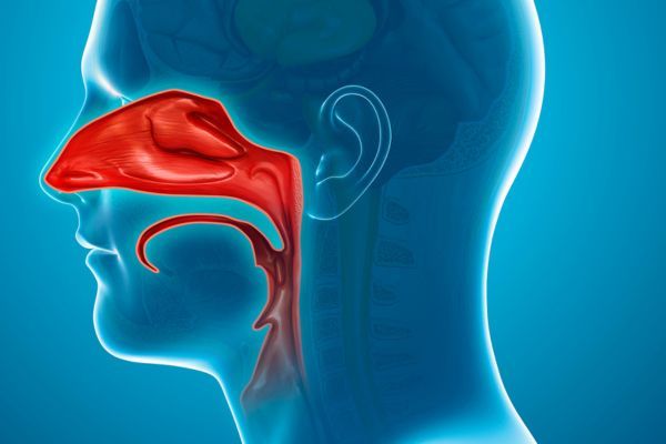 Cavidade nasal